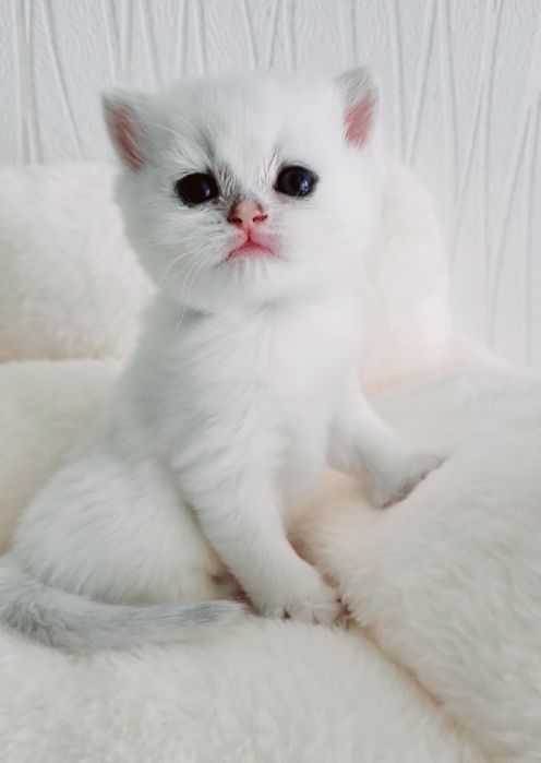 Британские котята