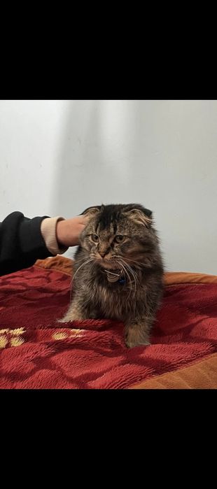 Zotdor mushuk srochna sotiladi