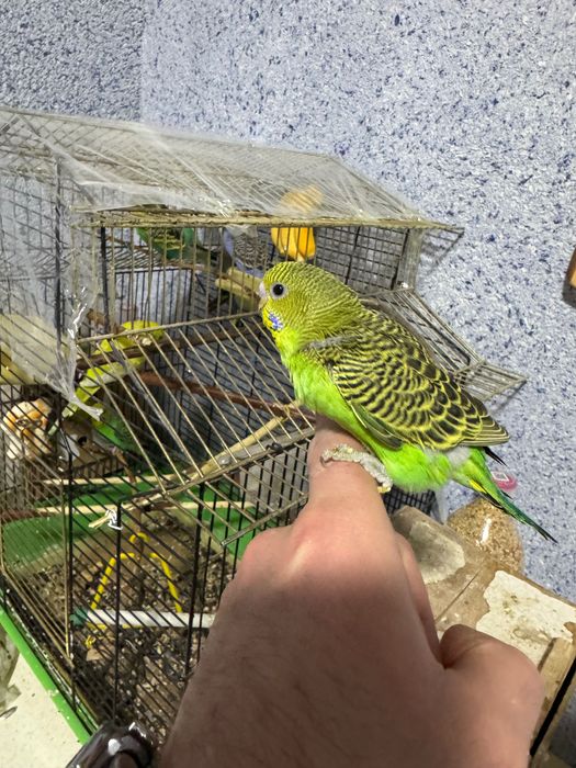 Попугай волнистый