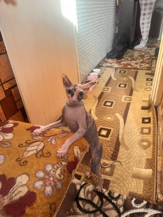 Ищем кота на вязку сфинкс