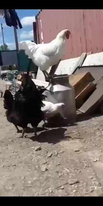 Цыплята куры петухи