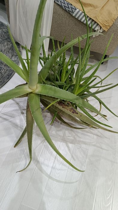 Цветок алоэ большой