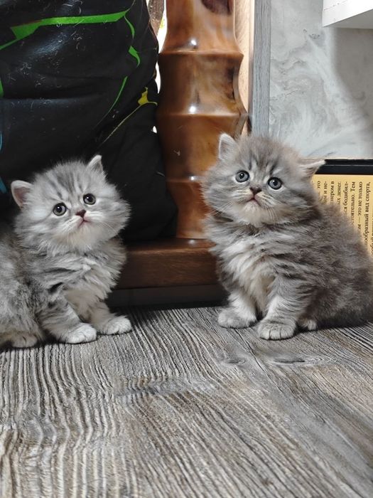 Британцы котята продаются