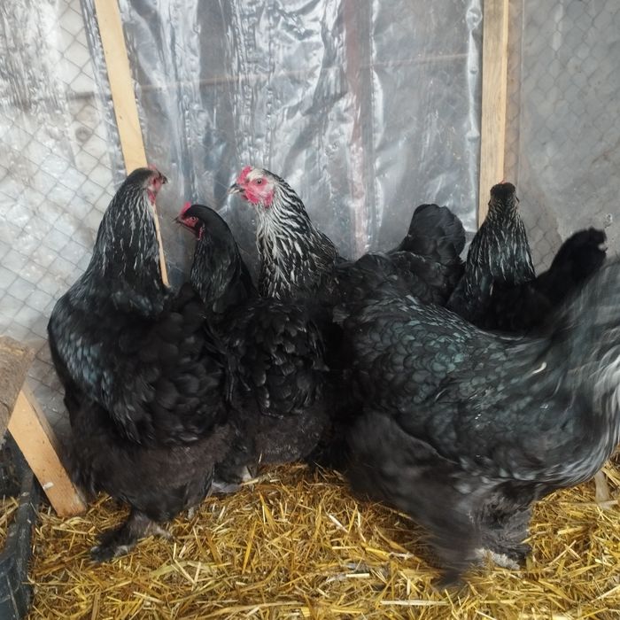 Продам куры домашние