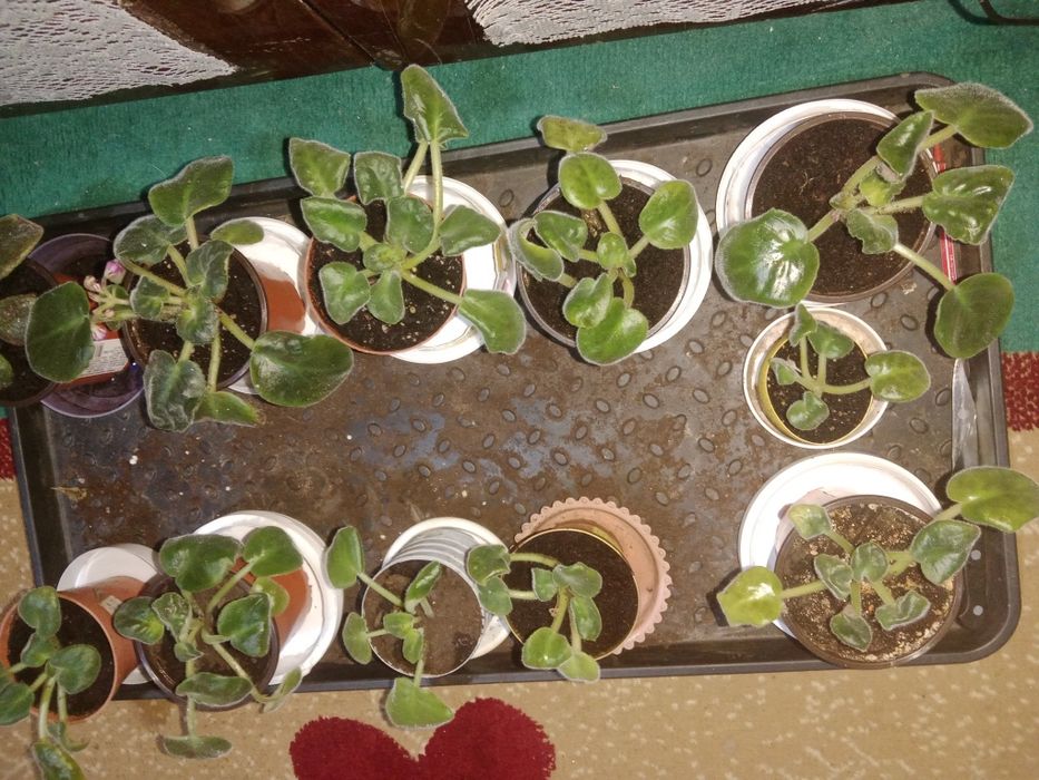 Продам фиалки подрощенные
