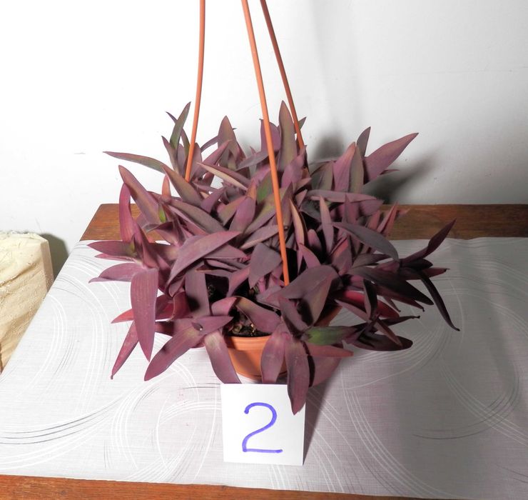 Planta ornamentala Tradescantia pallida Purpurea (Purple Heart)