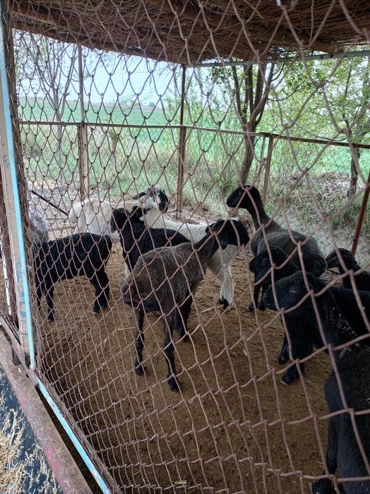 Ширбозлар сотилади