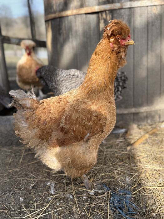 Vand sau schimb gaini motate incaltate barboase golase