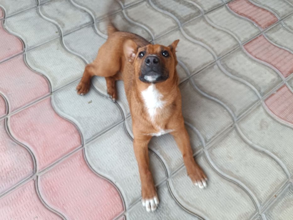 Отдам Собачку маленькую