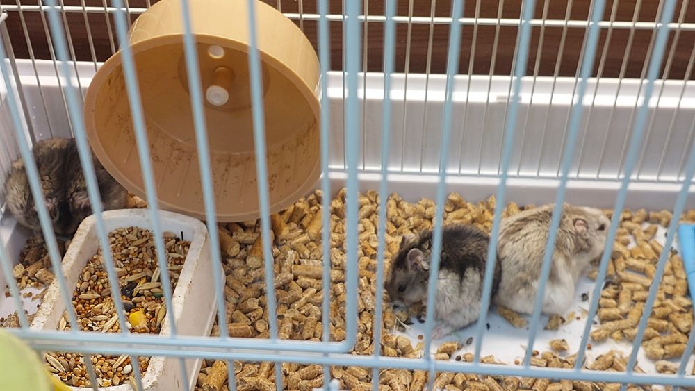 Джунгарские хомячки