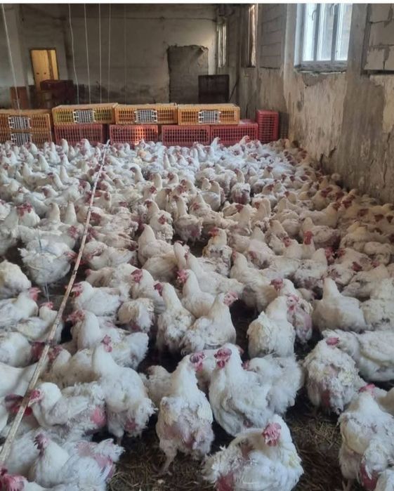 Găini albe de carne rasa super grea