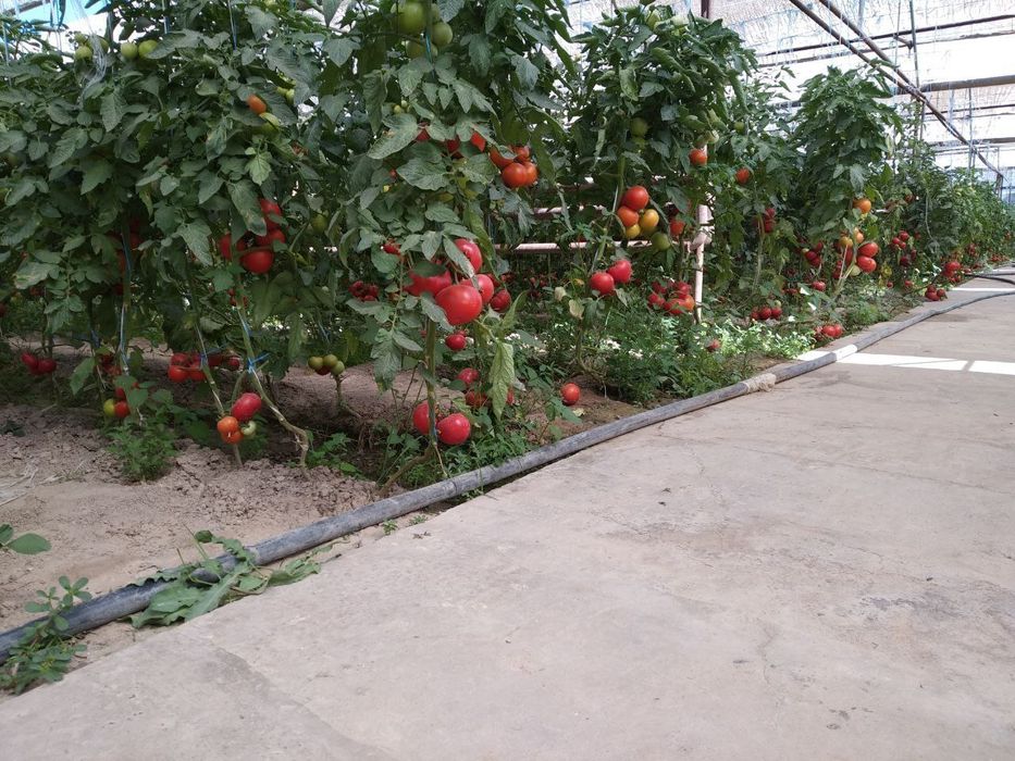 Uy sotiladi parni bor molxona bor xulas biznes qiladigamlar uchun