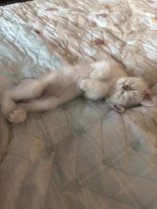 Котенок Британской породы
