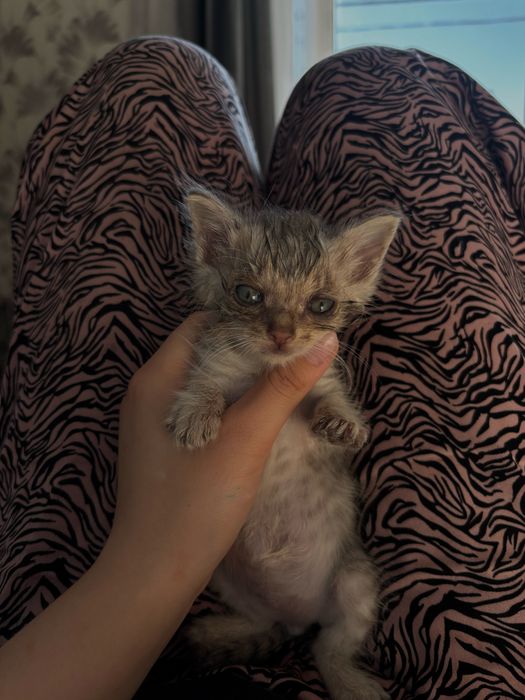 Отдам кошечку в добрые руки