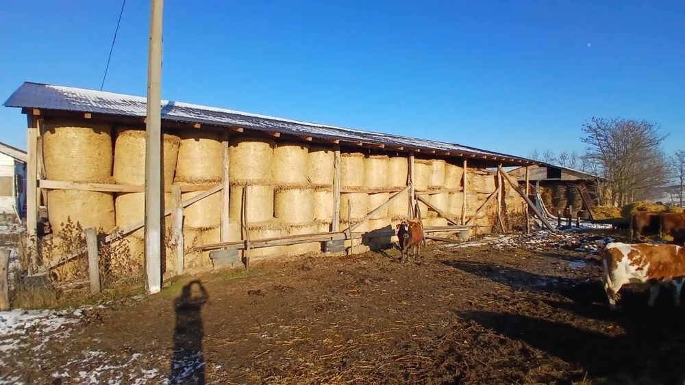 Baloti lucerna Producție 2025