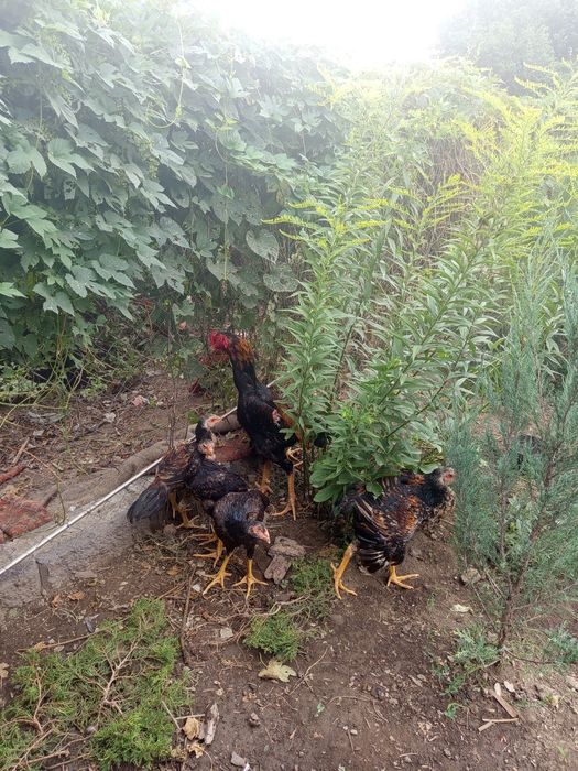 Даканы петух курочка и выводок