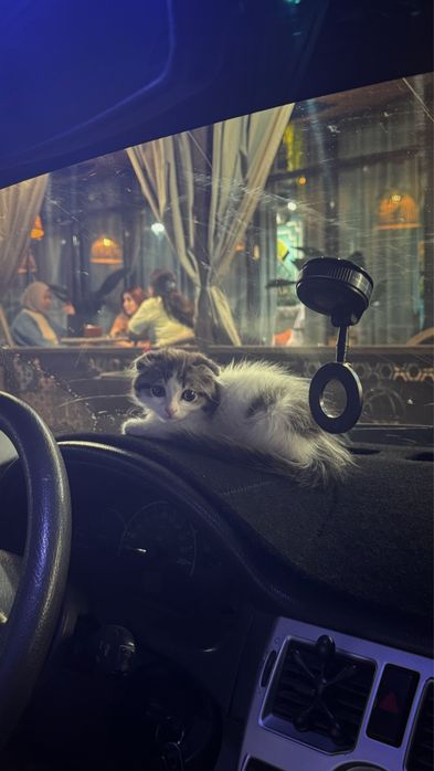 Котенок шотландский