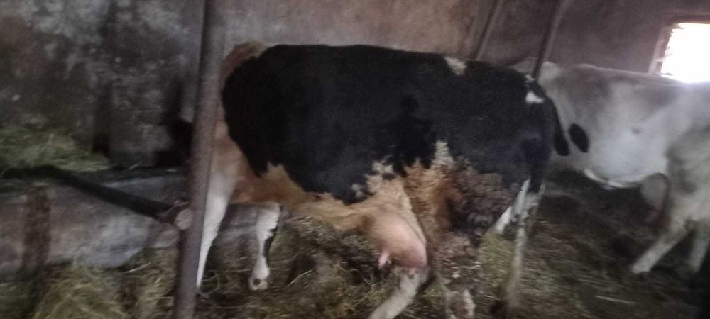 Vând vacă la prima fătare și tăuraș Angus !