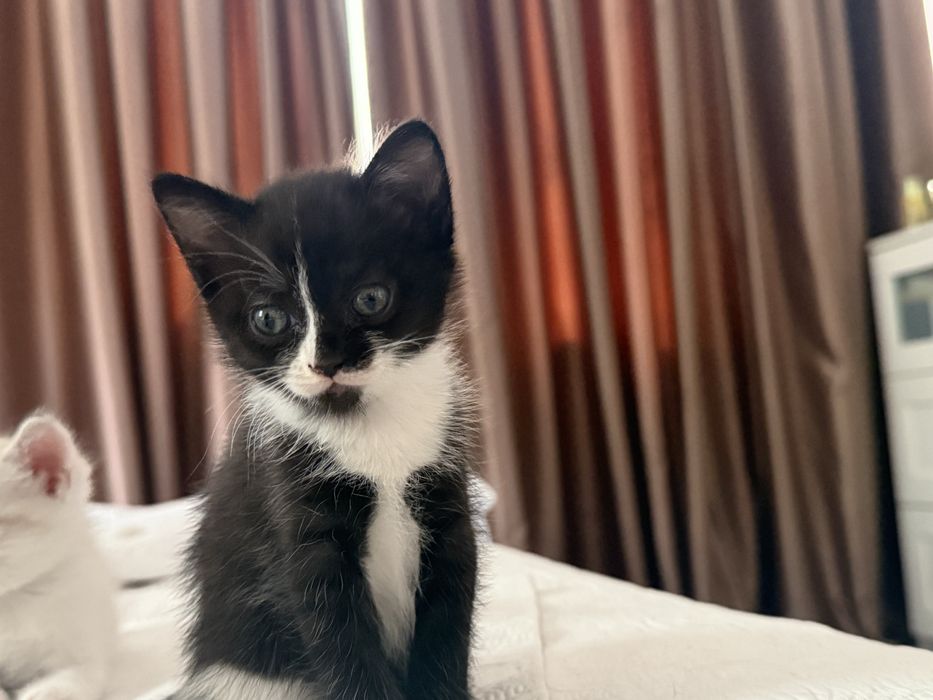 Продаются котята