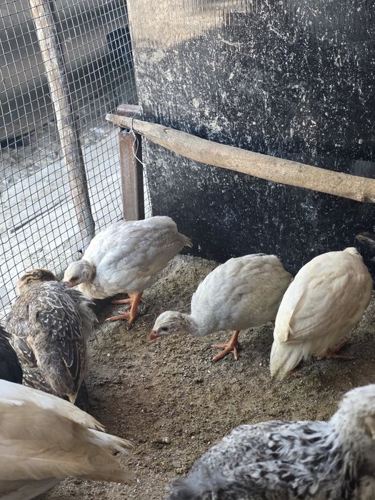 Pui de bibilică de vânzare
