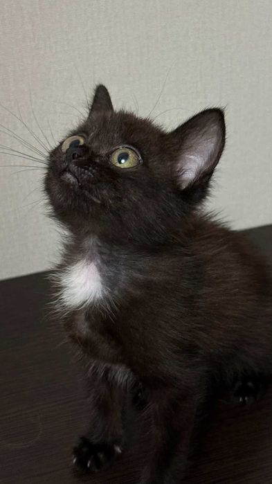Котенку (девочка) нужен дом! Срочно!