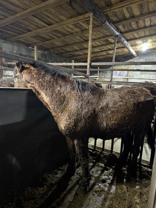 Лошади с откорма