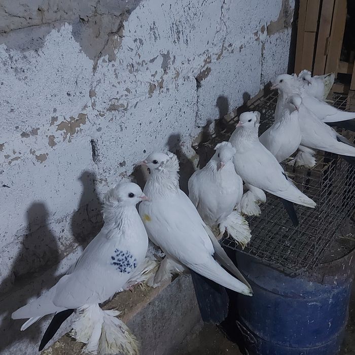 Чернахвосты лет с игрой  обрезные