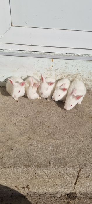 Quyon oilaviy sotiladi 5ta bolasi bitta onasi