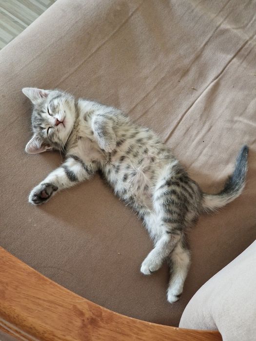 Кошечка скоттиш страйт