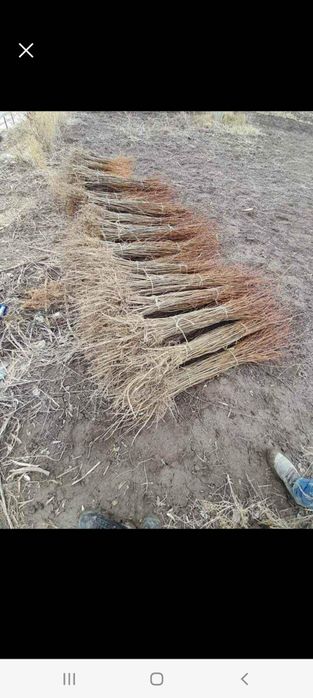 Vindem puieți de salcâm cu creșterea dublă