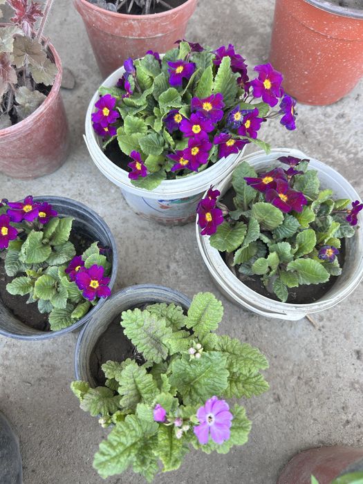 Садовые цветы в продаже