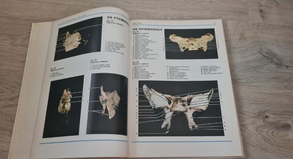 Atlas de anatomia omului (Capul și gâtul) - lon Passat