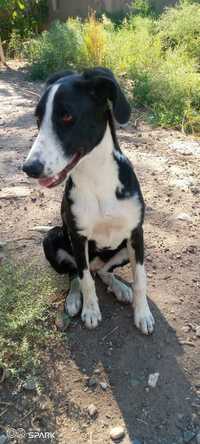 Catahoula leopard best sale dog olx