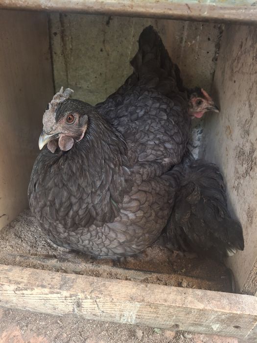 Продаются куры несушки