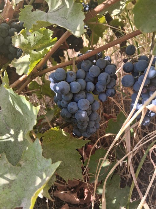 Vând struguri de vin