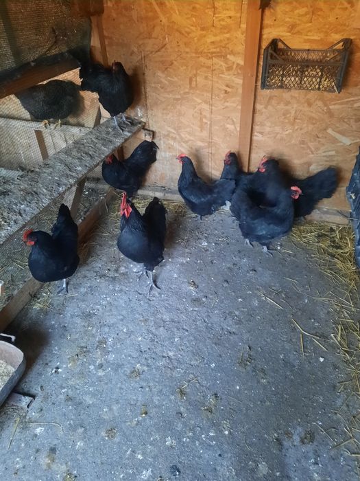 Oua de australorp