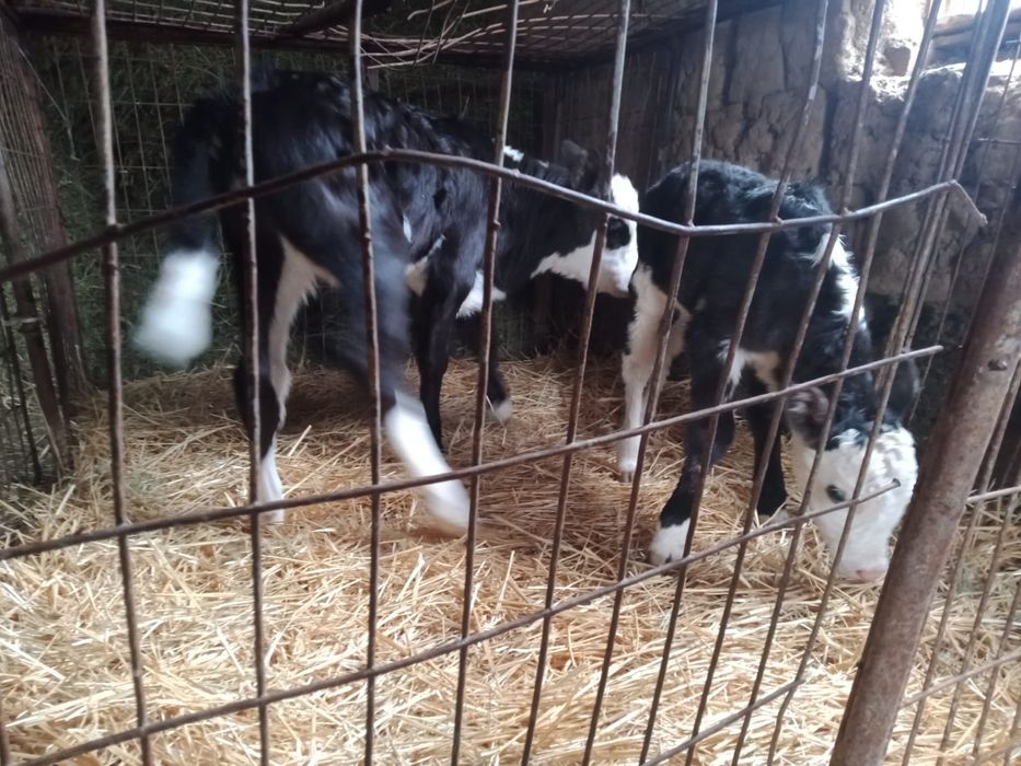 Бұзаулы сиыр сатылады.