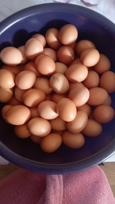 Куриные домашние яйца