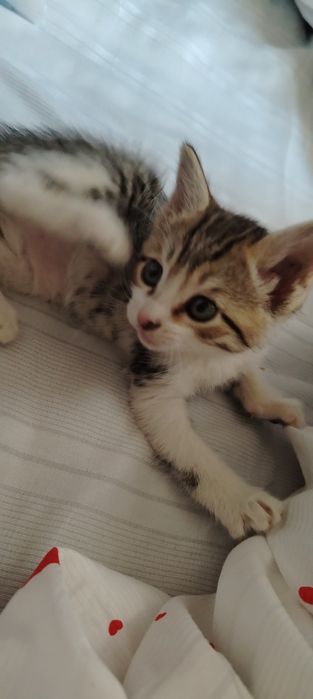 Котенок очень умный и ласковый
