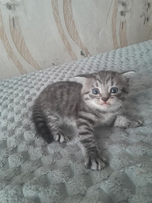 Продам Британских котят