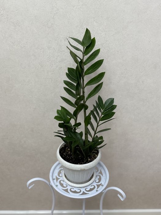 Долларовое дерево 8500 тенге