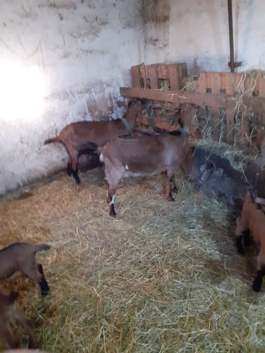 Capre alpine  de lapte selectate