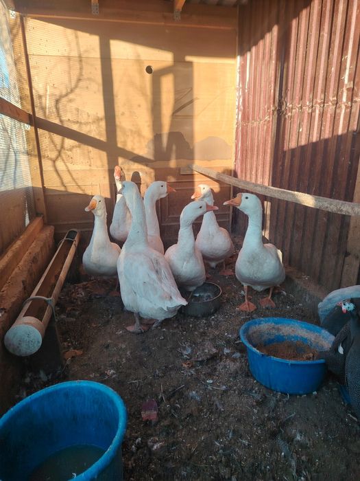 Продаю Гусей недорого