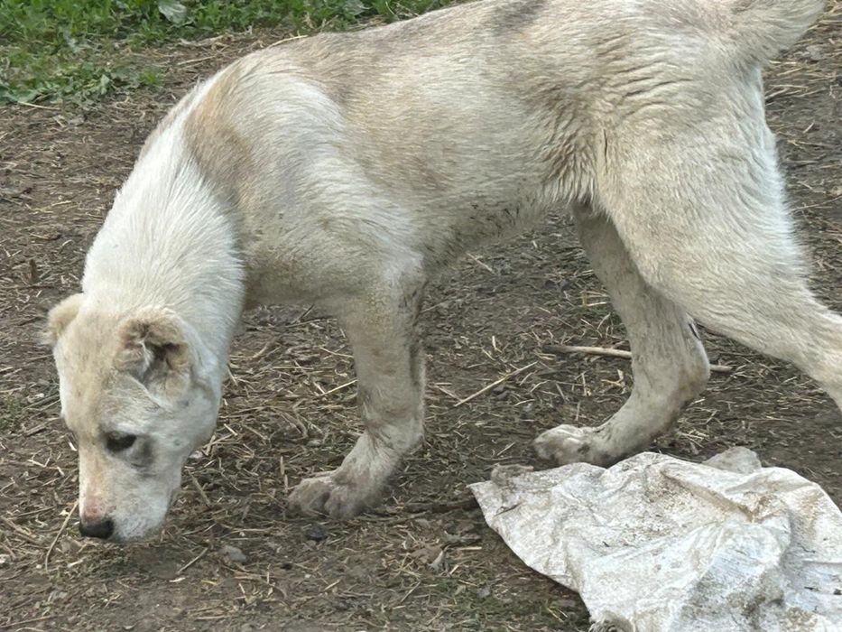 Кобели САО Алабай