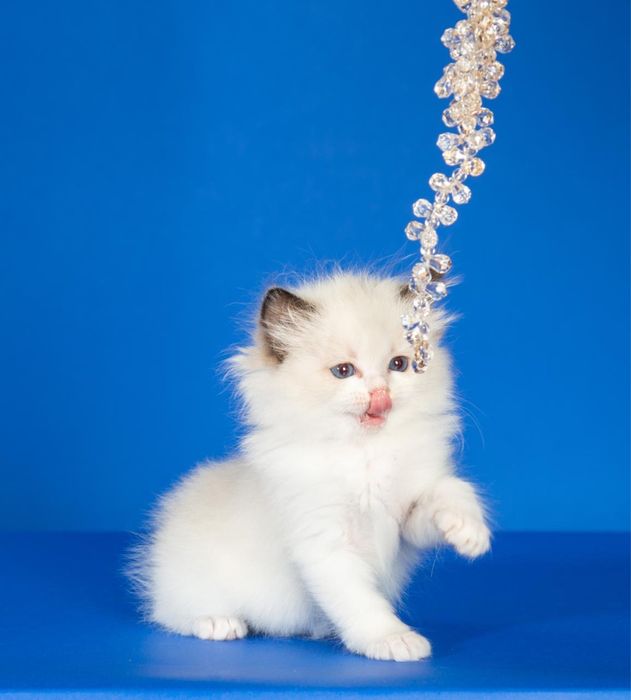 Котята породы регдолл