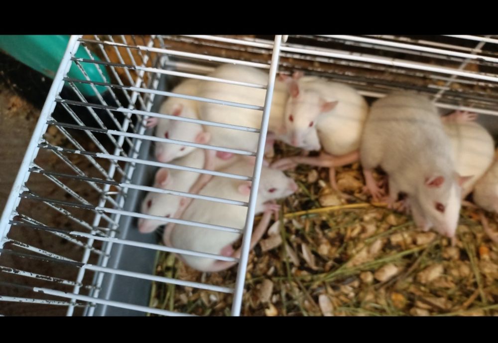 Домашние крысята