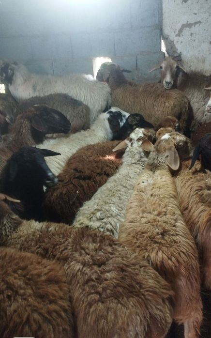 Кой сатамын токты семіз қазақйы тұсақ