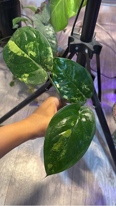 Аглаонема пинк мородок