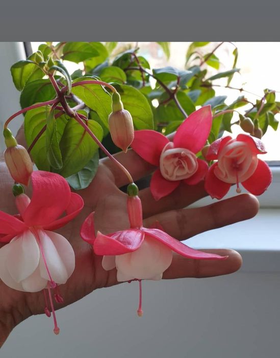 Комнатные цветы от 500 и выше