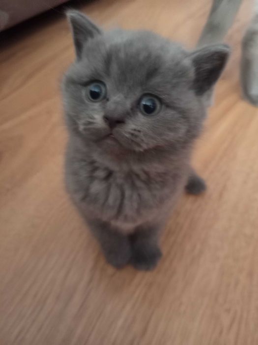 Шотландски Котенца